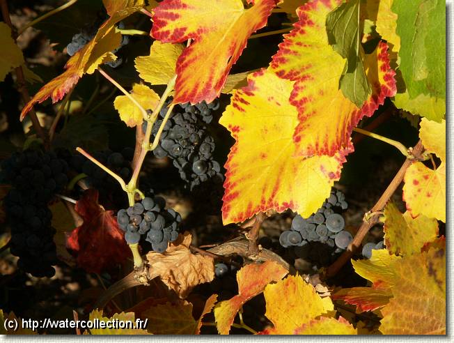 Diapositive suivante